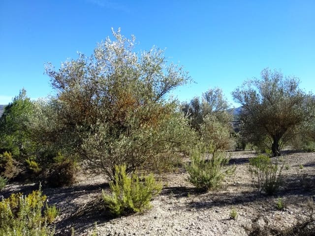 Undeveloped Land for sale in Benimarfull - € 45,000 (Ref: 7445499)