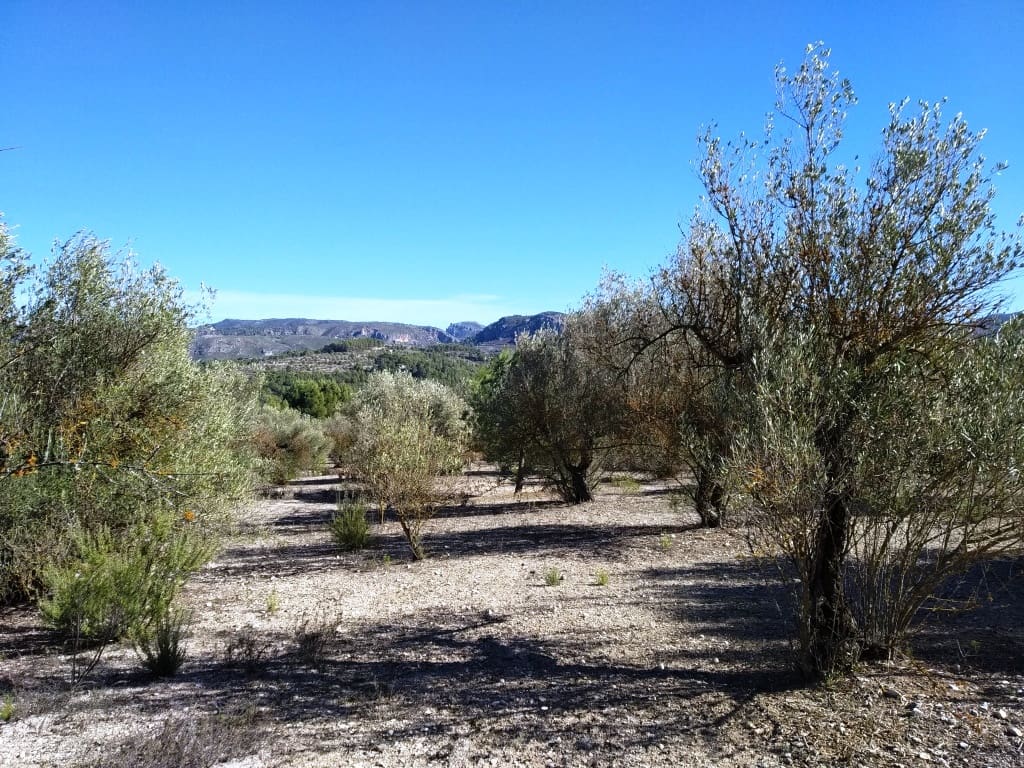 Grunde uden byggetilladelser til salg i Benimarfull - € 45.000 (Ref: 7445499)