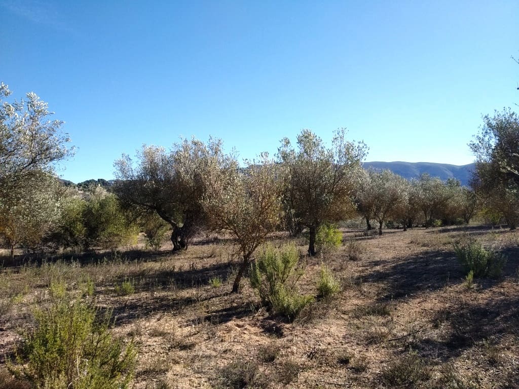 Grunde uden byggetilladelser til salg i Benimarfull - € 45.000 (Ref: 7445499)