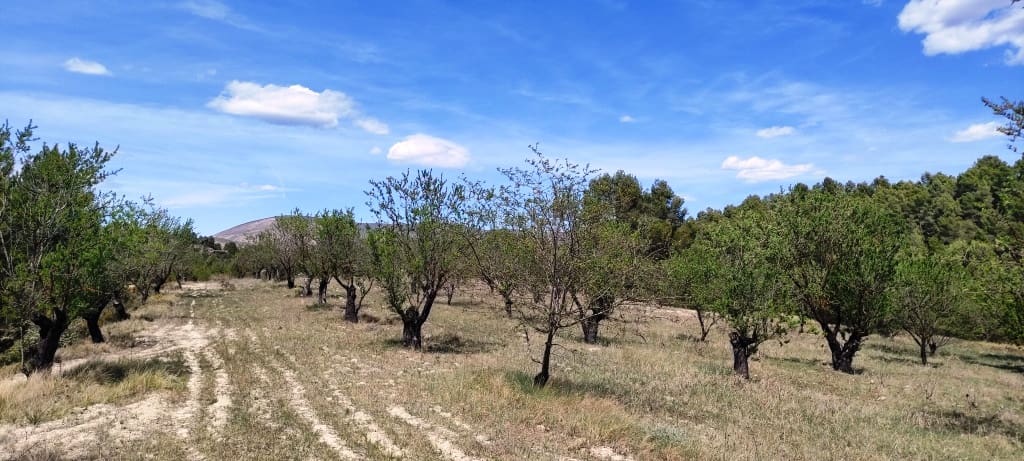 Finca/Hus på landet till salu i Penaguila - 99 900 € (Ref: 7524548)