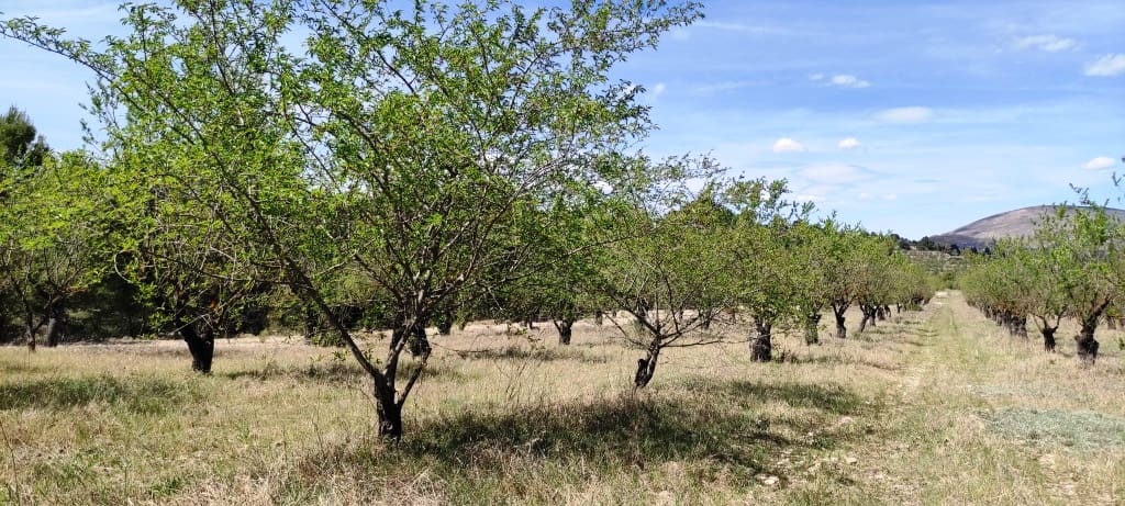 Finca/Hus på landet till salu i Penaguila - 99 900 € (Ref: 7524548)