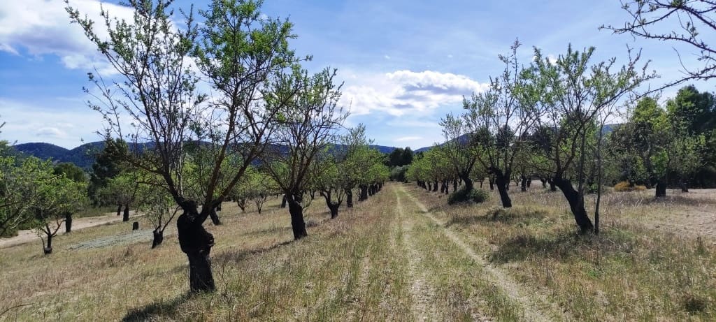 Finca/Hus på landet till salu i Penaguila - 99 900 € (Ref: 7524548)