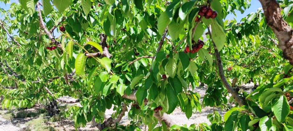 Finca/Casa di Campagna in vendita in Planes - 40.000 € (Rif: 7563120)