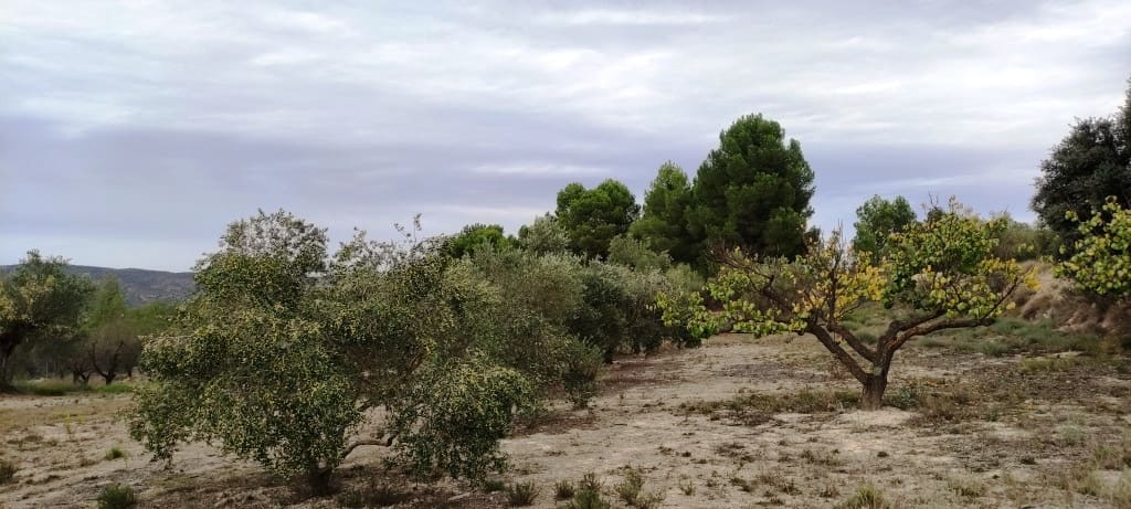 Finca/Landehus til salg i Ontinyent - € 35.000 (Ref: 7875022)