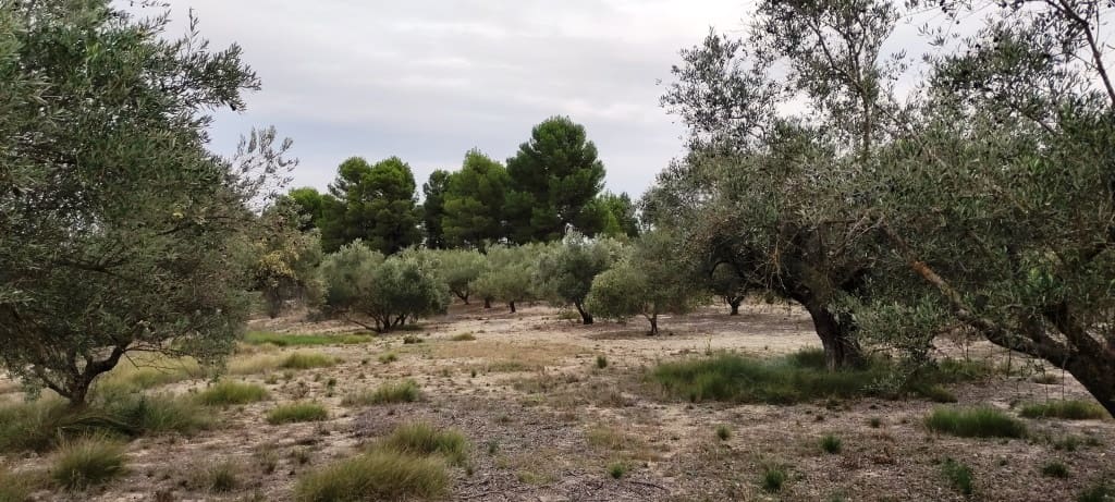 Finca/Landehus til salg i Ontinyent - € 35.000 (Ref: 7875022)