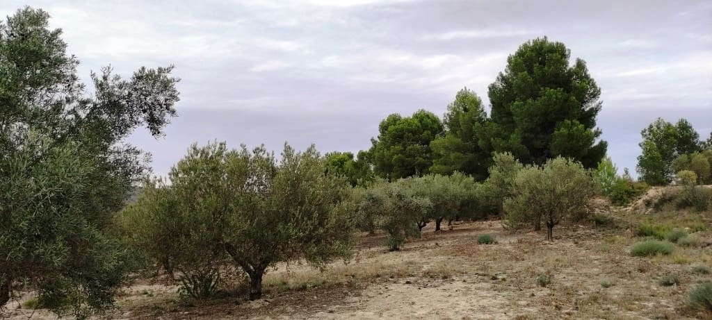 Finca/Landehus til salg i Ontinyent - € 35.000 (Ref: 7875022)