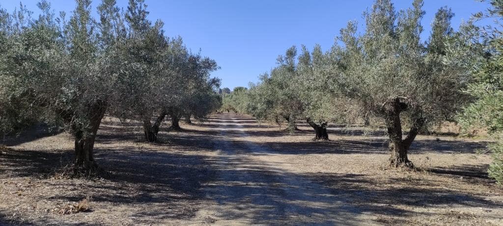 Finca/Landehus til salg i Agullent - € 50.000 (Ref: 7894528)