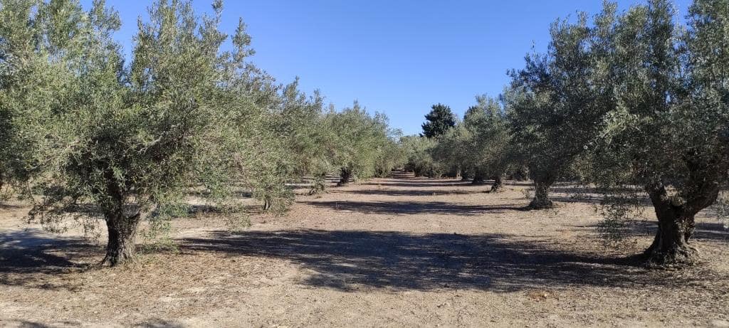 Finca/Landehus til salg i Agullent - € 50.000 (Ref: 7894528)