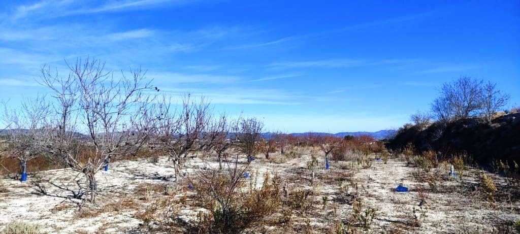 Byggegrund til salg i Bufali - € 49.000 (Ref: 8053637)