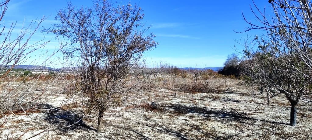 Byggegrund til salg i Bufali - € 49.000 (Ref: 8053637)