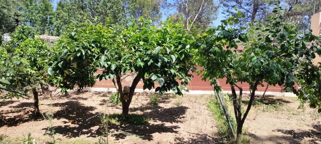 3 slaapkamer Finca/Landhuis te koop in Villalonga - € 120.000 (Ref: 8342379)