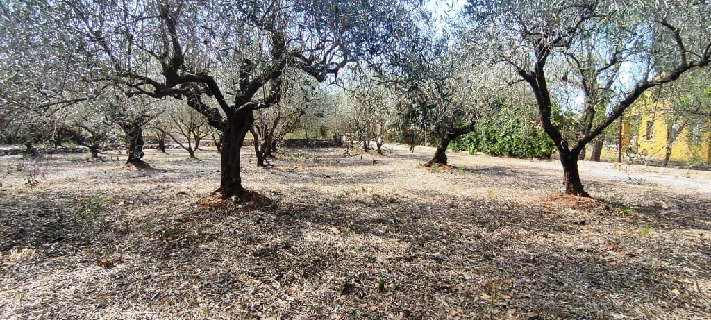 1 sypialnia Finka/Dom wiejski na sprzedaż w Villalonga z garażem - 70 000 € (Ref: 8423687)