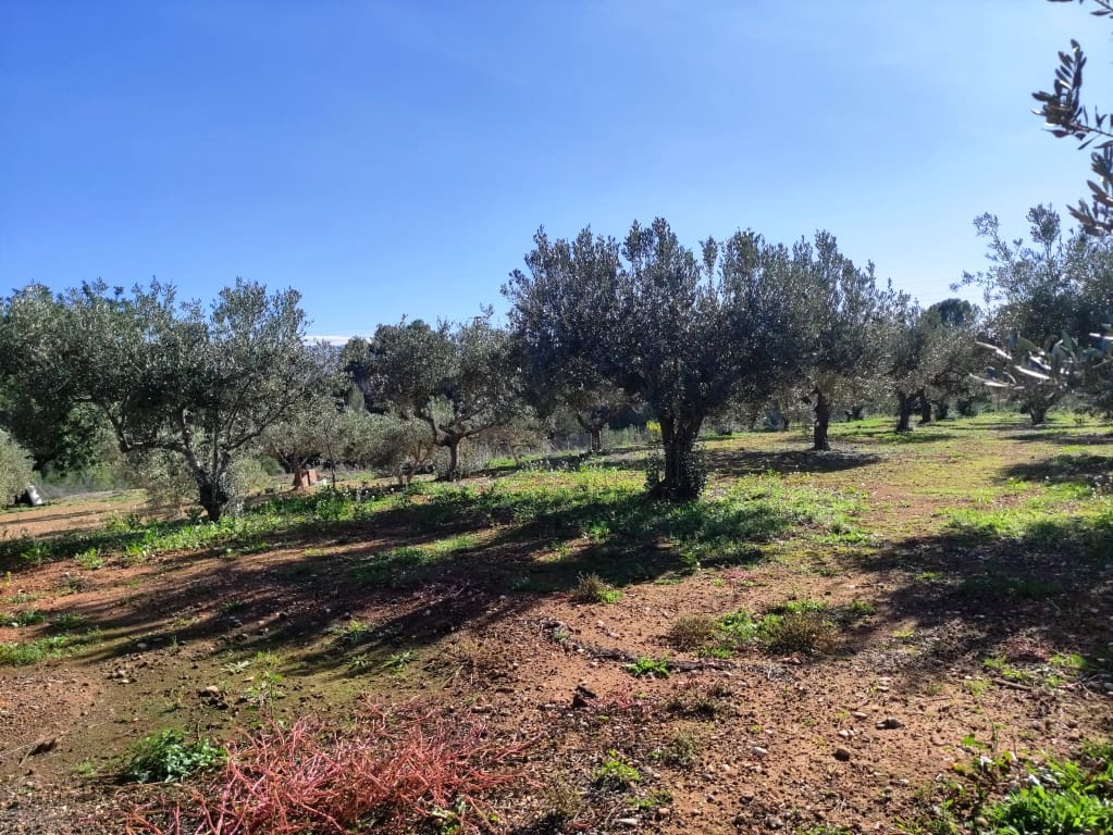 4 soverom Finca/Herregård til salgs i Ontinyent - € 122 000 (Ref: 8657907)