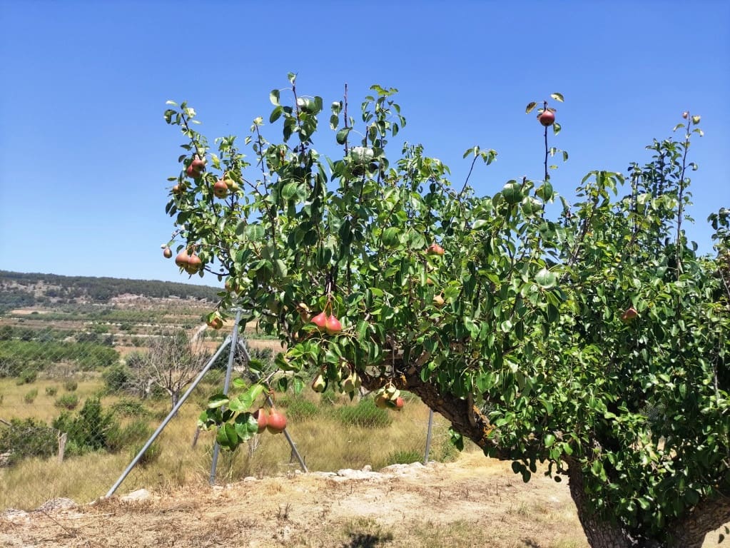 3 soveværelse Finca/Landehus til salg i Agres - € 149.000 (Ref: 9114473)