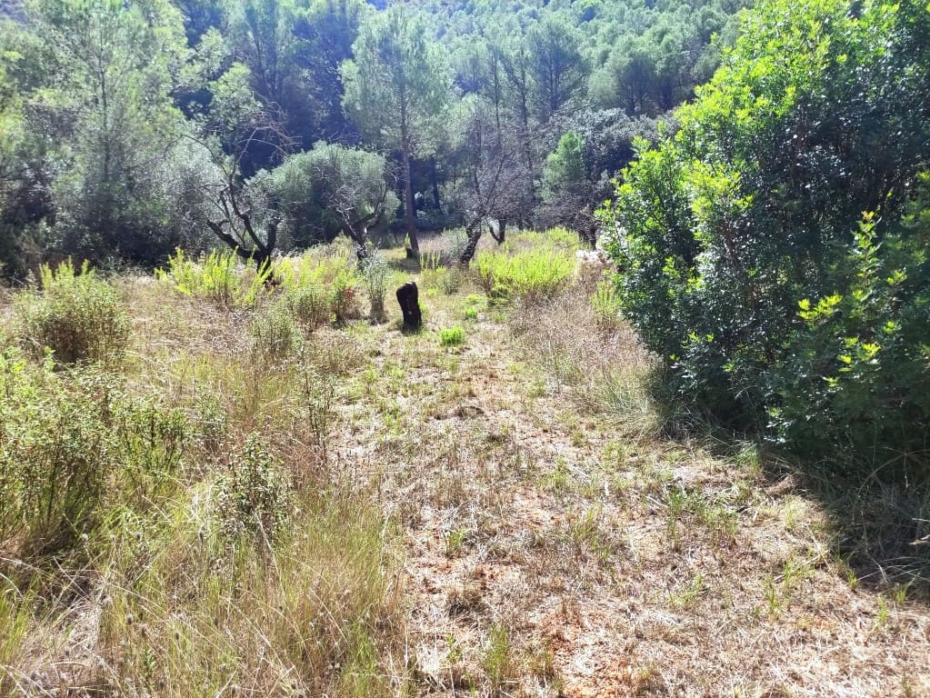 4 soveværelse Finca/Landehus til salg i Villalonga med garage - € 193.000 (Ref: 9263851)