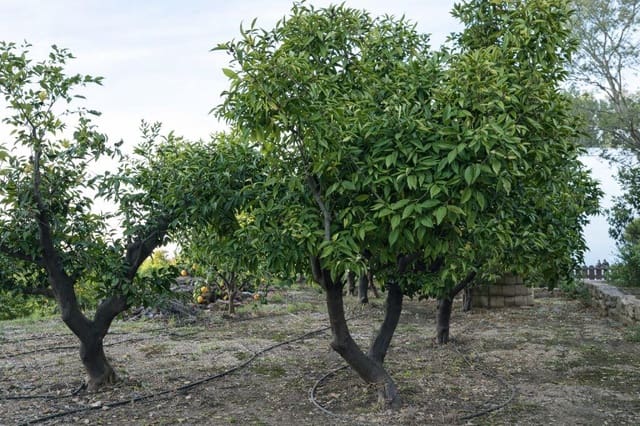 2 bedroom Finca/Country House for sale in Pego - € 184,000 (Ref: 9539493)