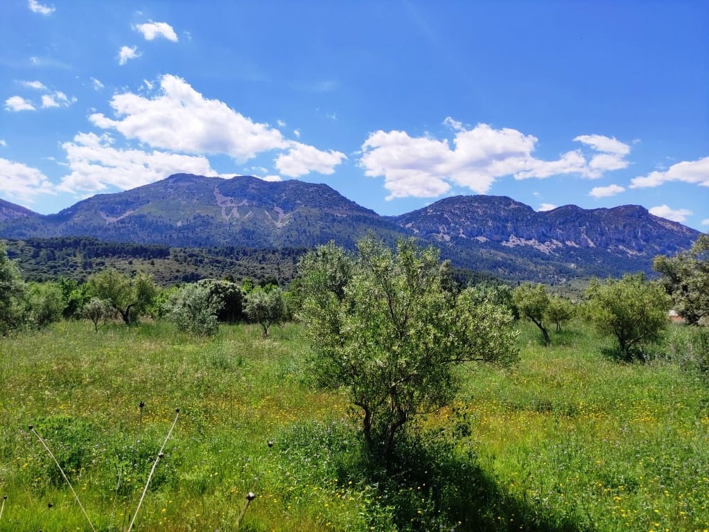 Undeveloped Land for sale in Benimassot - € 43,000 (Ref: 9865474)