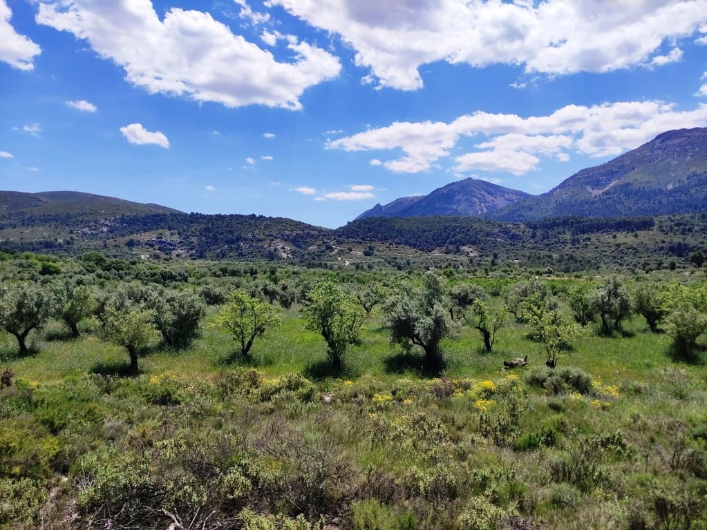 Undeveloped Land for sale in Benimassot - € 43,000 (Ref: 9865474)