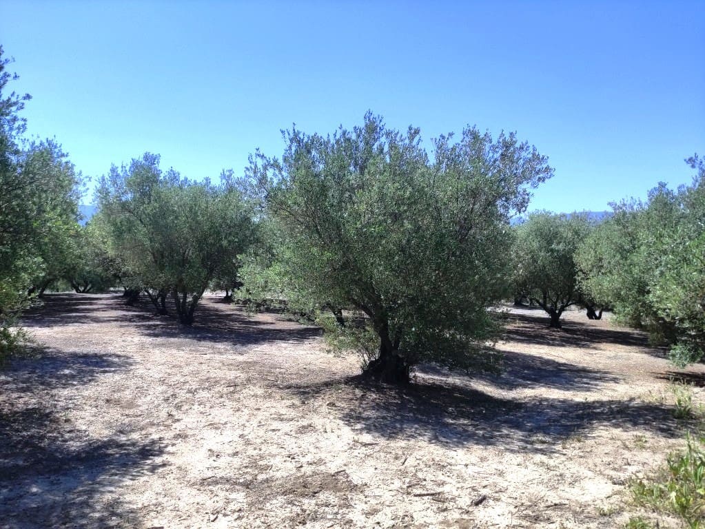 Undeveloped Land for sale in Muro de Alcoy - € 59,000 (Ref: 9865475)
