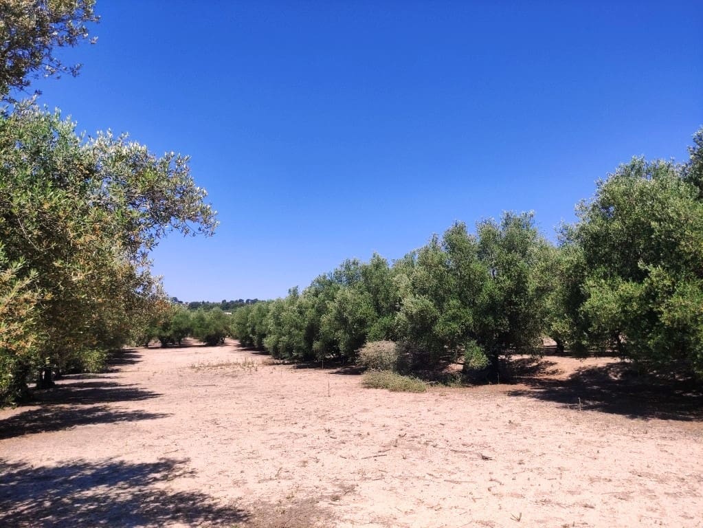 Undeveloped Land for sale in Muro de Alcoy - € 59,000 (Ref: 9865475)