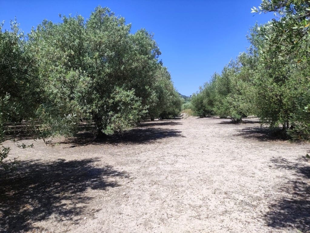 Undeveloped Land for sale in Muro de Alcoy - € 59,000 (Ref: 9865475)