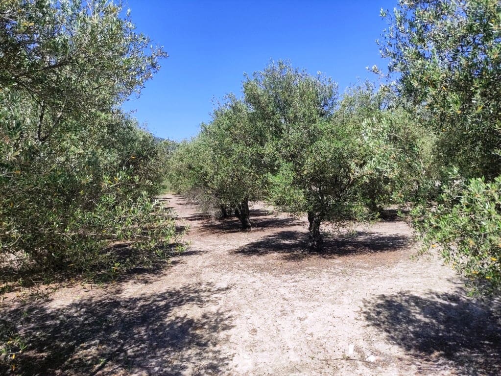 Undeveloped Land for sale in Muro de Alcoy - € 59,000 (Ref: 9865475)