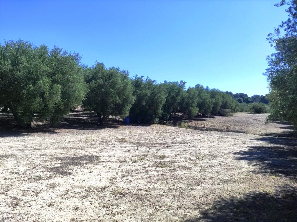 Undeveloped Land for sale in Muro de Alcoy - € 59,000 (Ref: 9865475)