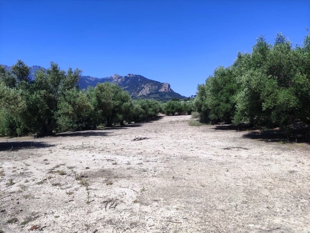 Undeveloped Land for sale in Muro de Alcoy - € 59,000 (Ref: 9865475)