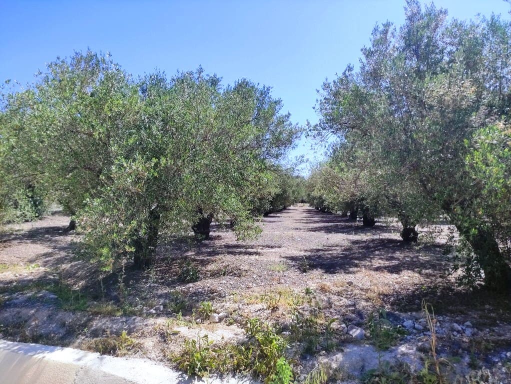 Undeveloped Land for sale in Muro de Alcoy - € 59,000 (Ref: 9865475)