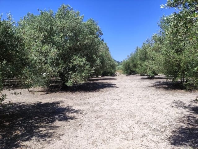 Mark till salu i Muro de Alcoy - 59 000 € (Ref: 9865475)