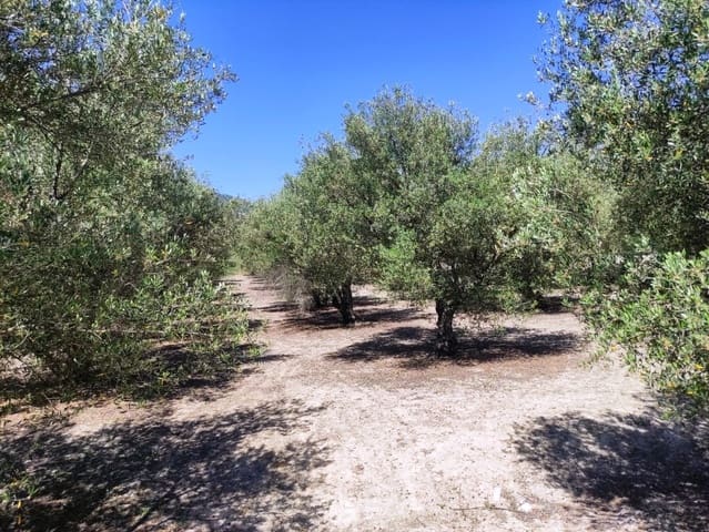Mark till salu i Muro de Alcoy - 59 000 € (Ref: 9865475)