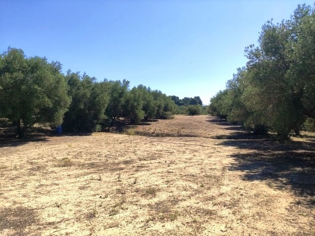Mark till salu i Muro de Alcoy - 59 000 € (Ref: 9865475)