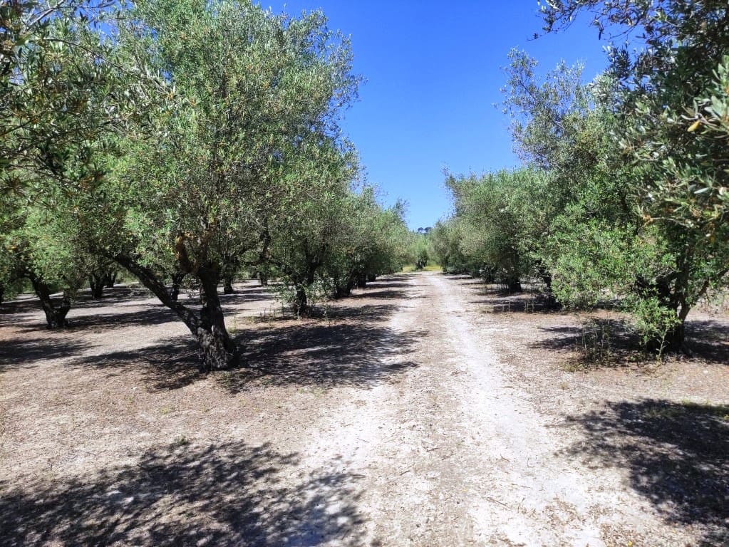 Undeveloped Land for sale in Muro de Alcoy - € 59,000 (Ref: 9865475)