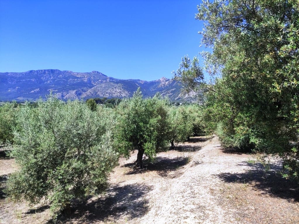 Undeveloped Land for sale in Muro de Alcoy - € 59,000 (Ref: 9865475)