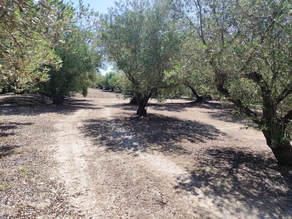 Undeveloped Land for sale in Muro de Alcoy - € 59,000 (Ref: 9865475)