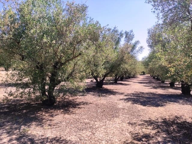 Mark till salu i Muro de Alcoy - 59 000 € (Ref: 9865475)