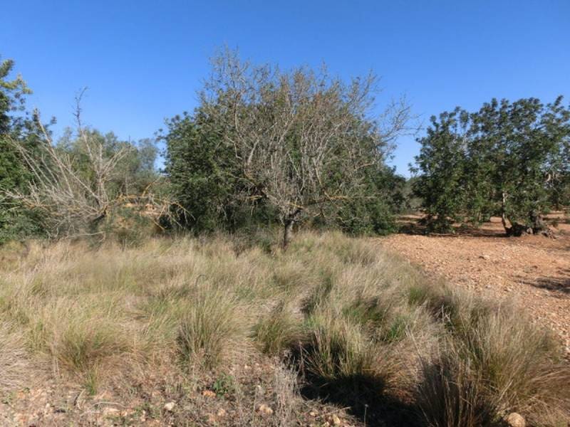 Finca/Landehus til salg i Sant Carles de la Rapita - € 17.000 (Ref: 3113697)