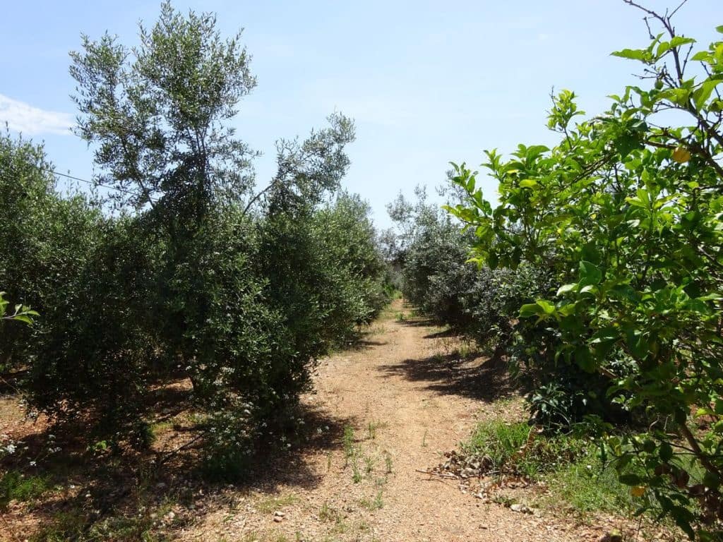 3 soverom Finca/Herregård til salgs i Les Cases d'Alcanar med svømmebasseng garasje - € 180 000 (Ref: 3911630)