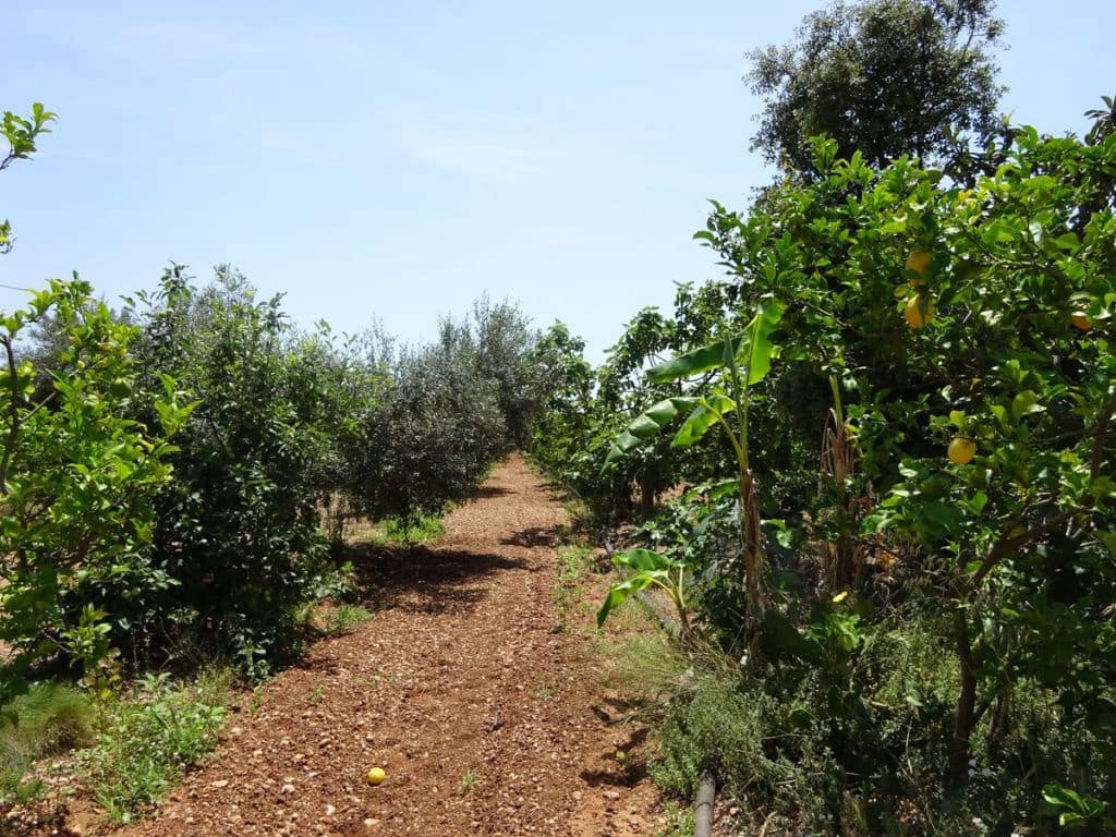 3 soverom Finca/Herregård til salgs i Les Cases d'Alcanar med svømmebasseng garasje - € 180 000 (Ref: 3911630)