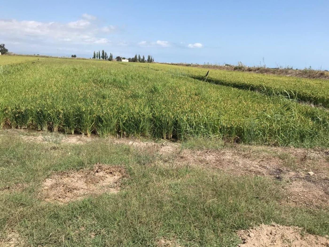 Terreno Não Urbanizado para venda em Amposta - 45 000 € (Ref: 6168713)