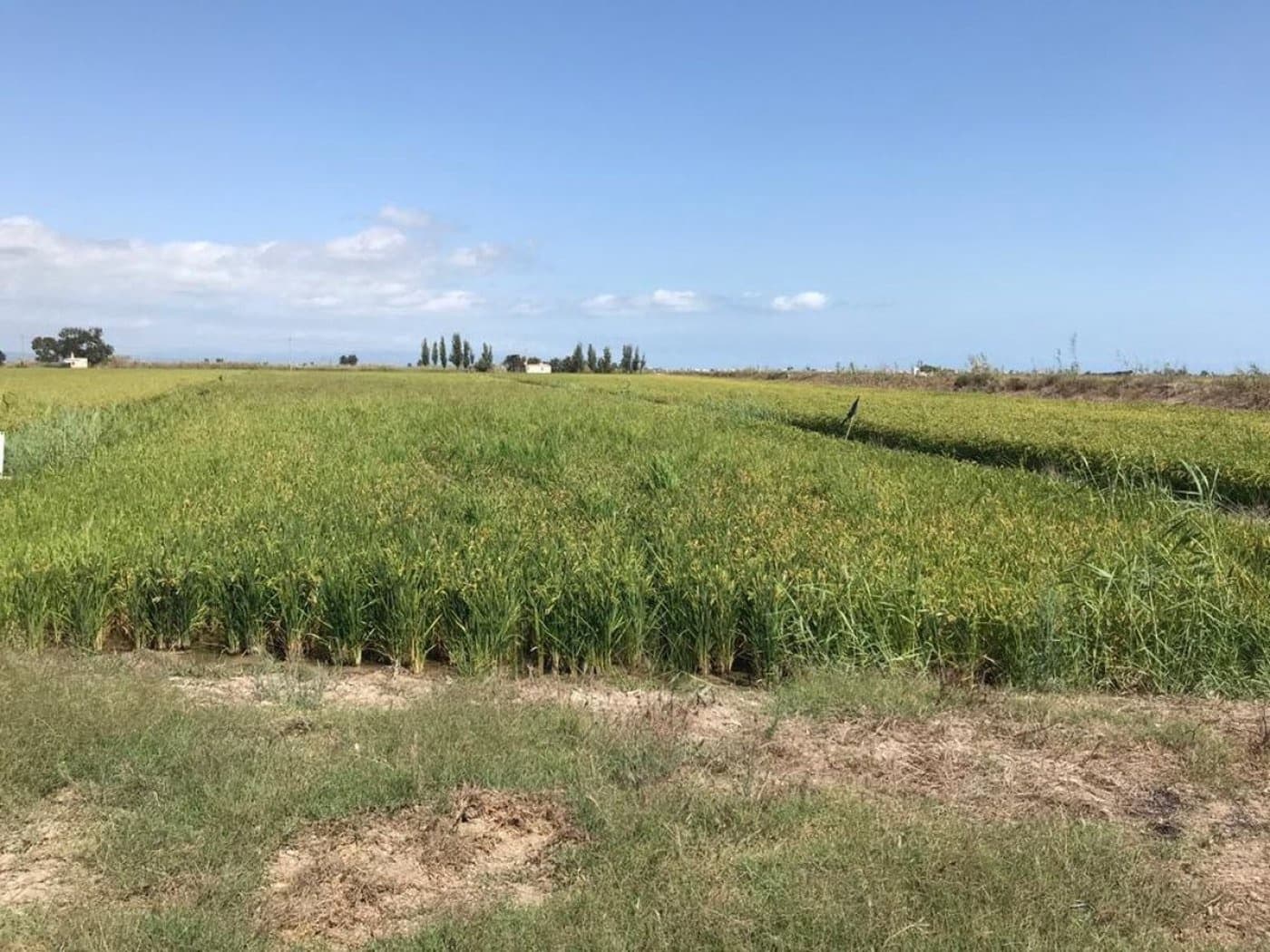 Terreno Não Urbanizado para venda em Amposta - 45 000 € (Ref: 6168713)