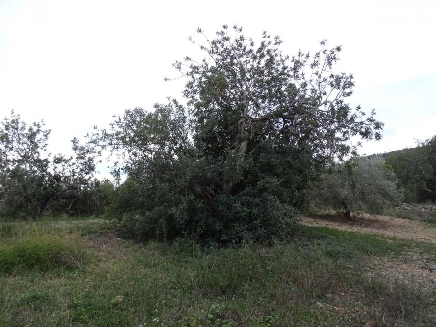 Finca/Landehus til salg i Sant Carles de la Rapita - € 90.000 (Ref: 6168938)
