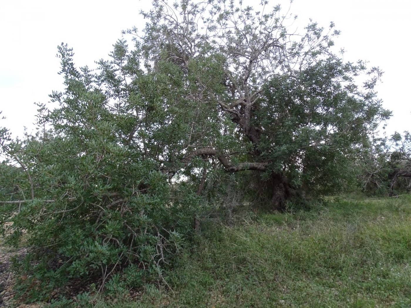 Finca/Landehus til salg i Sant Carles de la Rapita - € 90.000 (Ref: 6168938)