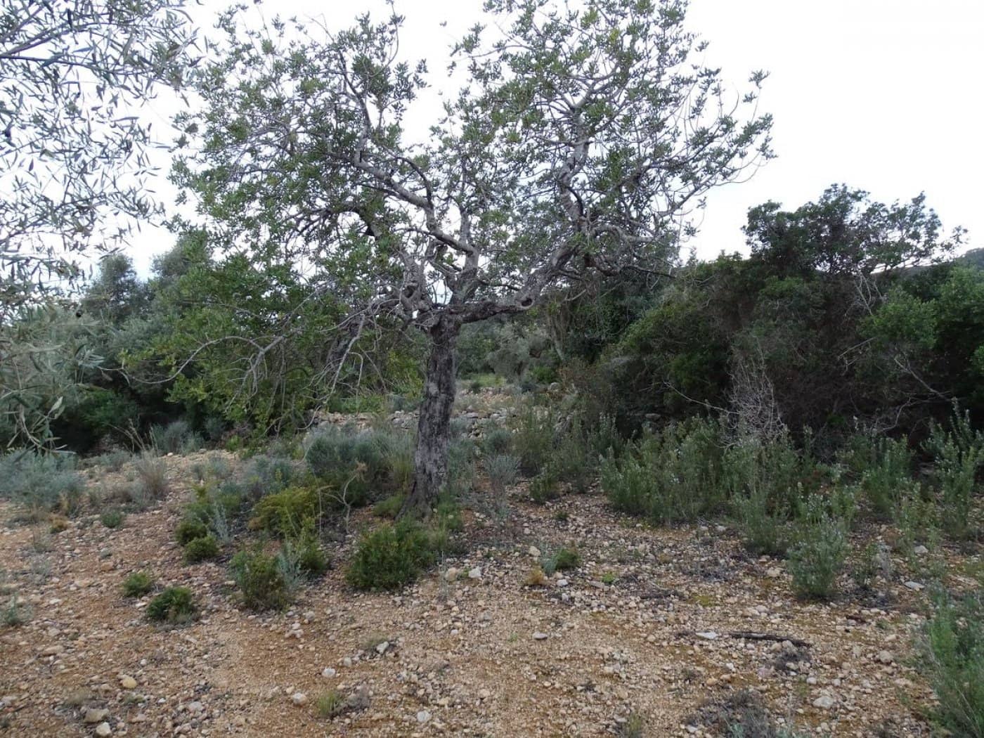 Finca/Landehus til salg i Sant Carles de la Rapita - € 90.000 (Ref: 6168938)