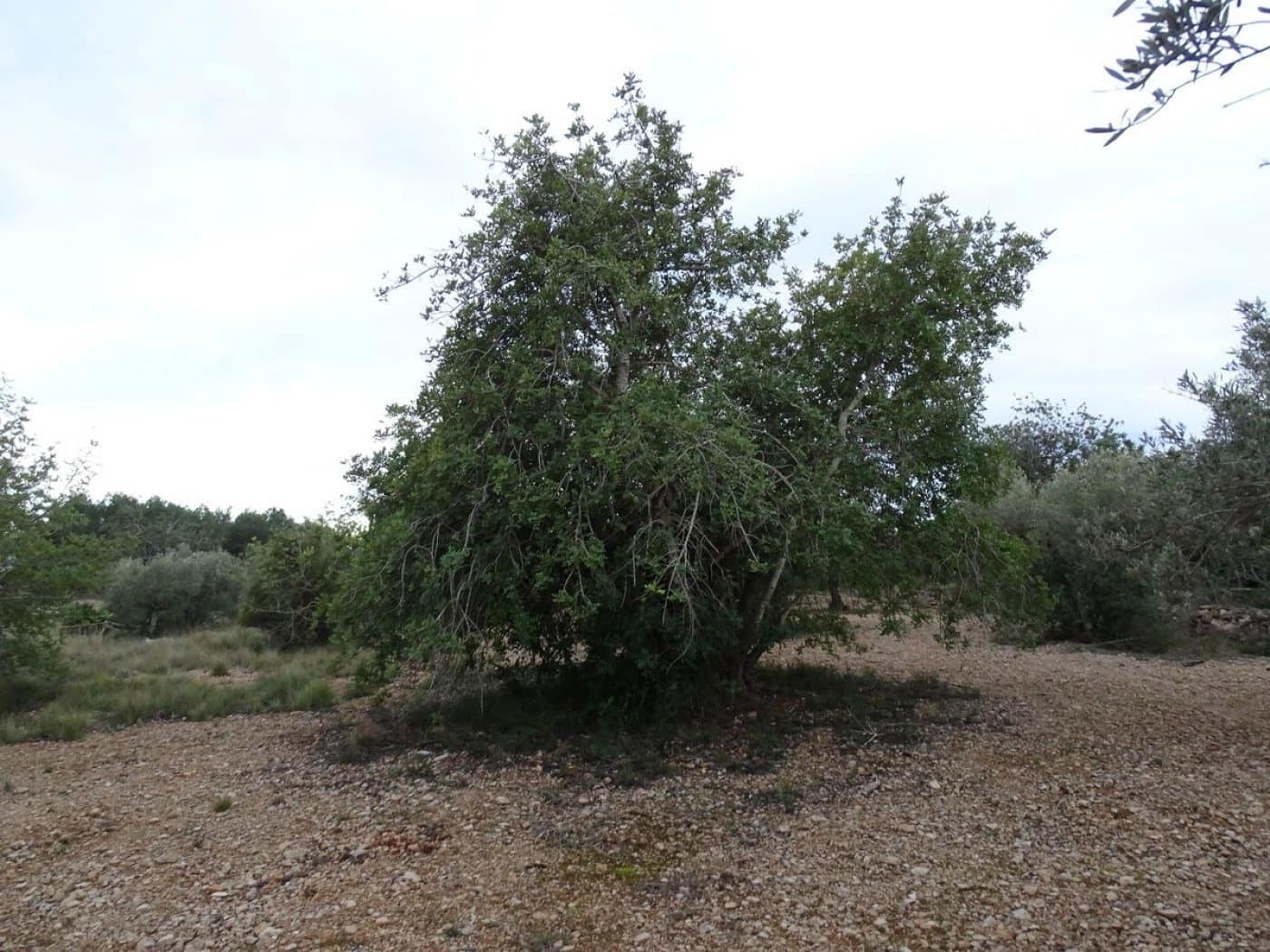 Finca/Landehus til salg i Sant Carles de la Rapita - € 90.000 (Ref: 6168938)