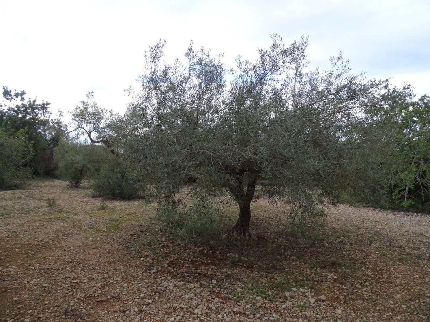 Finca/Landehus til salg i Sant Carles de la Rapita - € 90.000 (Ref: 6168938)