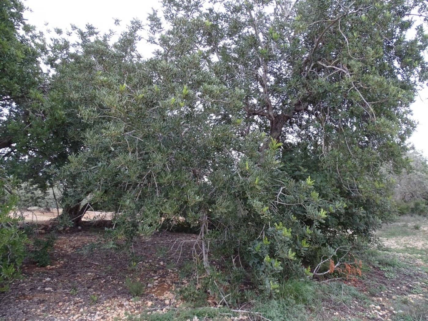 Finca/Landehus til salg i Sant Carles de la Rapita - € 90.000 (Ref: 6168938)