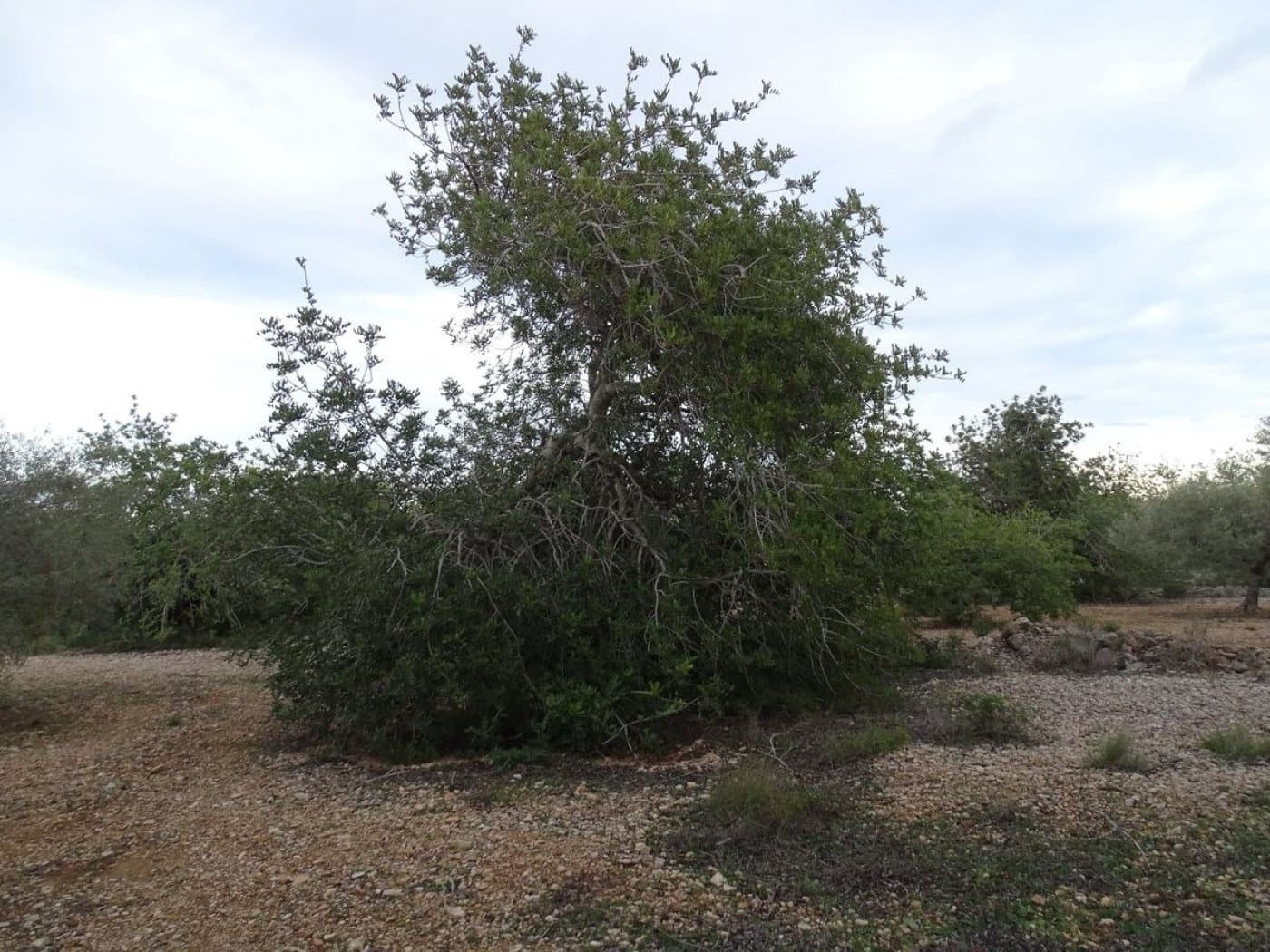 Finca/Landehus til salg i Sant Carles de la Rapita - € 90.000 (Ref: 6168938)