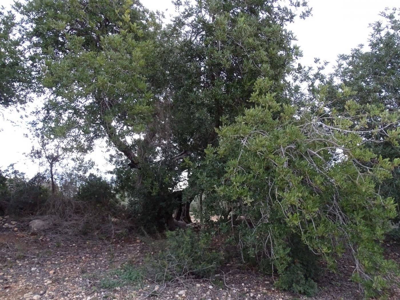 Finca/Landehus til salg i Sant Carles de la Rapita - € 90.000 (Ref: 6168938)