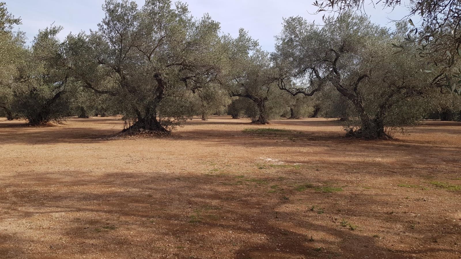 Finca/Herregård til salgs i Mas de Barberans - € 26 000 (Ref: 8242844)